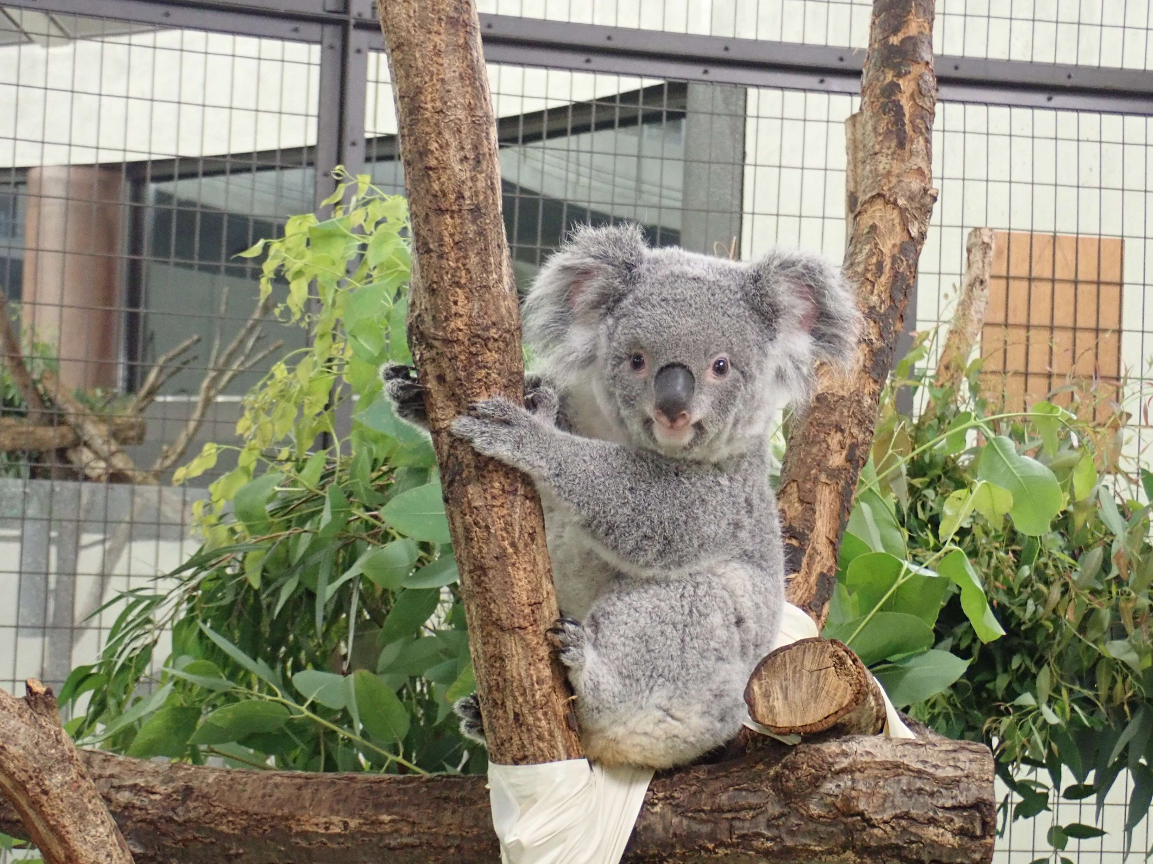 🦁 타마 동물공원(타마 도부츠코엔) 이미지 4